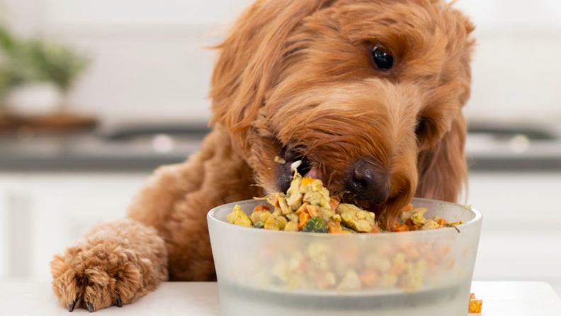 Nom Nom dog food review: Should you switch? - Reviewed