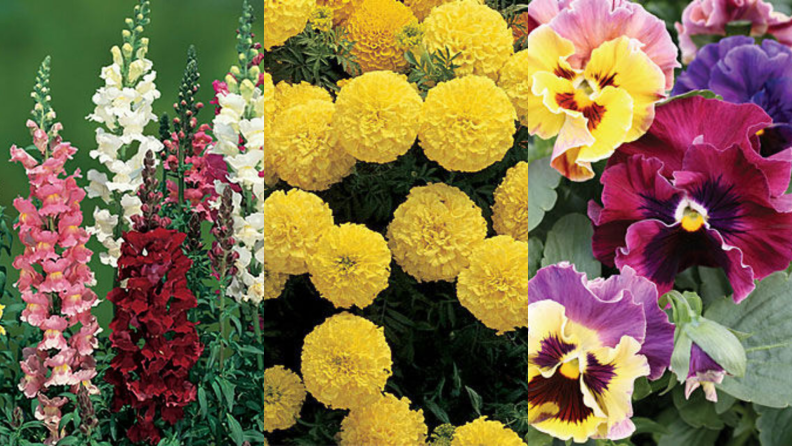 Snapdragons, marigolds, and pansies in bloom.