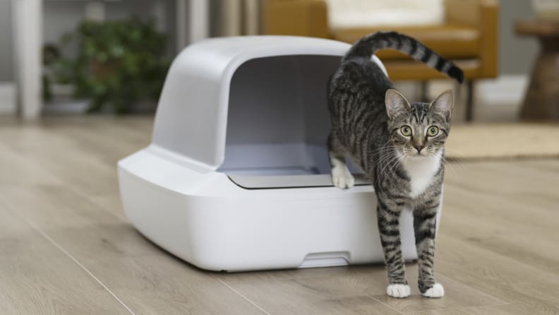 A tabby cat stands beside a white self cleaning litter box in a modern living room.