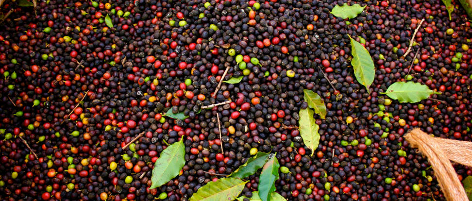 Coffee beans just after harvest.