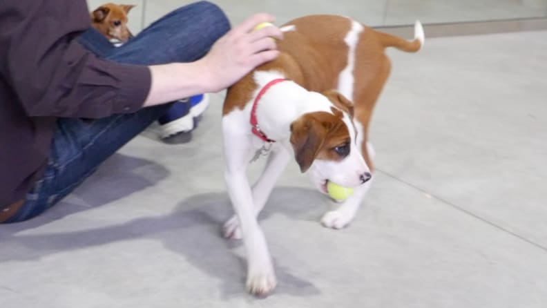 Kong SqueakAir Tennis Balls