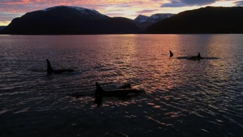 An image of several orca whales breaching the water around sunset.