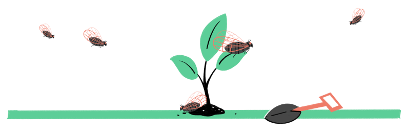 Illustration of young tree growing out of the ground with cicadas laying eggs on top
