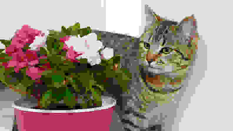 Tabby young cat near a potted flower Azalea in a flowerpot, a toxic plant for cats.