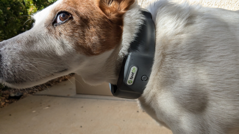 A dog wearing the collar in an outdoor setting.