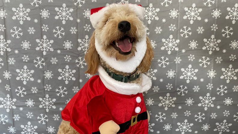 Santa dog