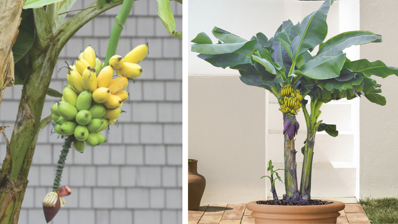 Logees banana plant offerings side by side
