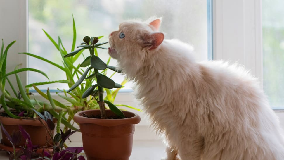 A white Persian cat about to eat a succulent, which may or may not be a toxic plant for cats and dogs.