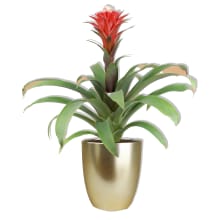 Product image of The Sill Bromeliad Red Guzmania Hope