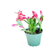 Product image of Christmas Cactus Schlumbergera Pink and White Potted in 2in Pot