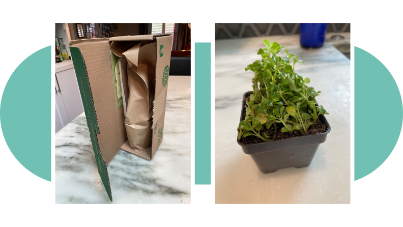 On left, House Plant Box products in packaging. On right, potted small plant.