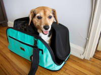 The Best Pet Carriers