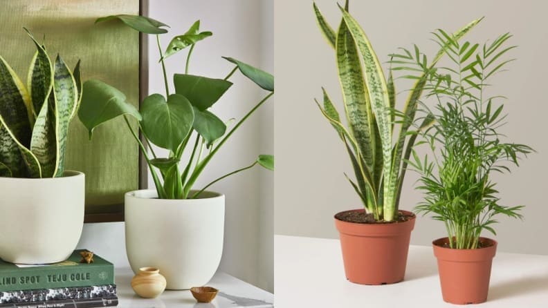 Close up photos of houseplants in ceramic pots.