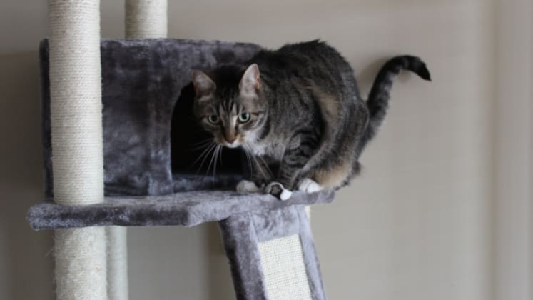 Frisco Cat Tree And Condo Review This One Product Got My Cat To Stop Clawing The Couch Reviewed Pets