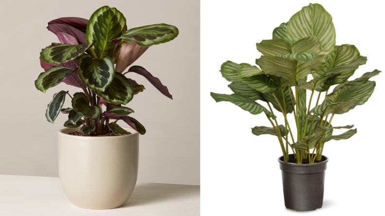 Calathea