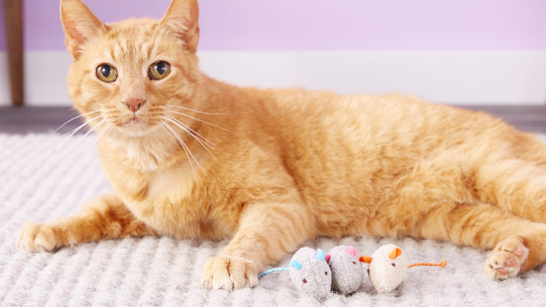 These mice are the perfect size for your cat to carry around.