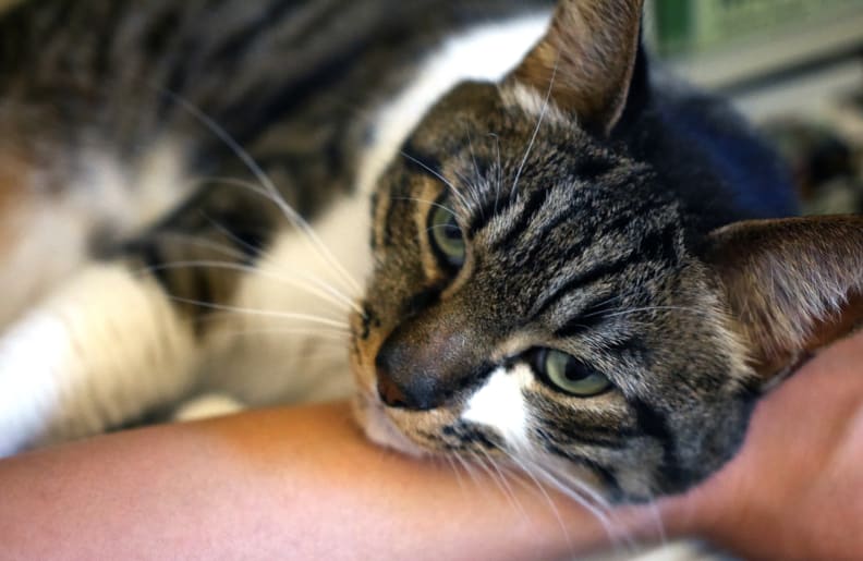 cat on arm