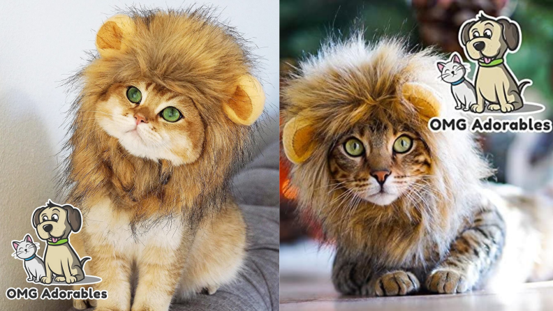 Cat lion