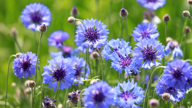 Purple cornflower flowers in field