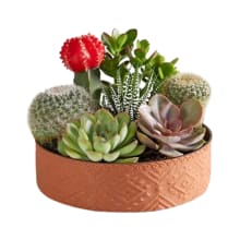 Product image of Cactus Dish Garden
