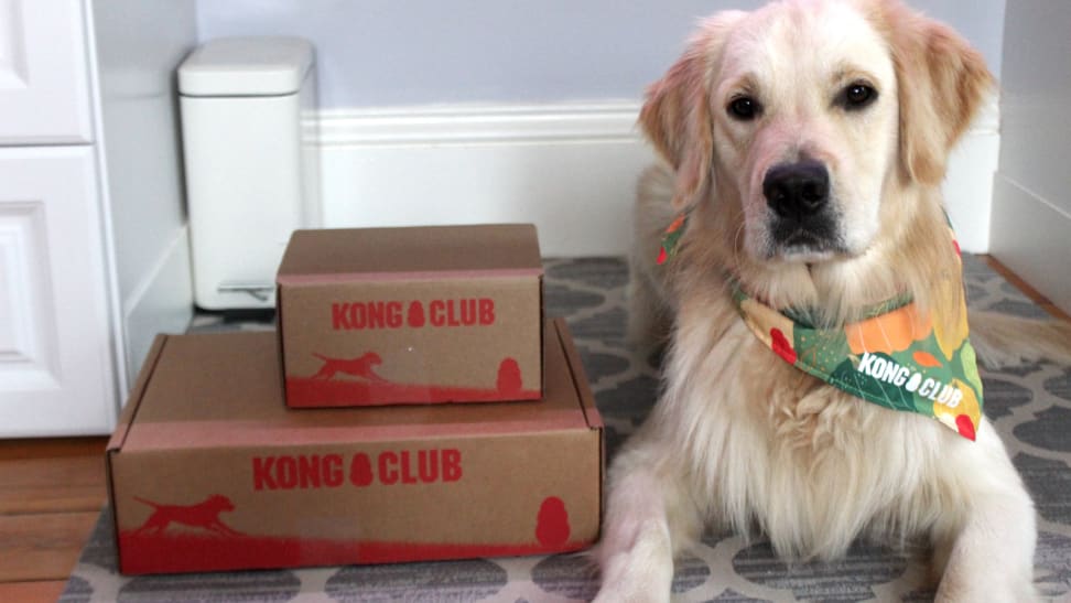 Two KONG Club boxes next to Ace the dog