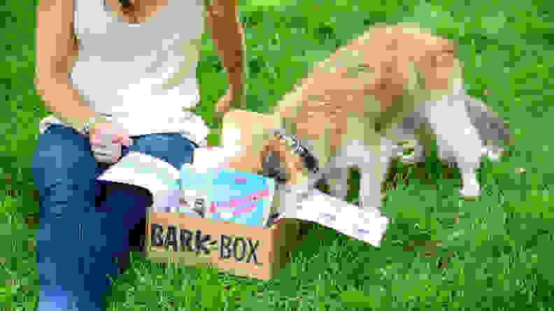 Barkbox