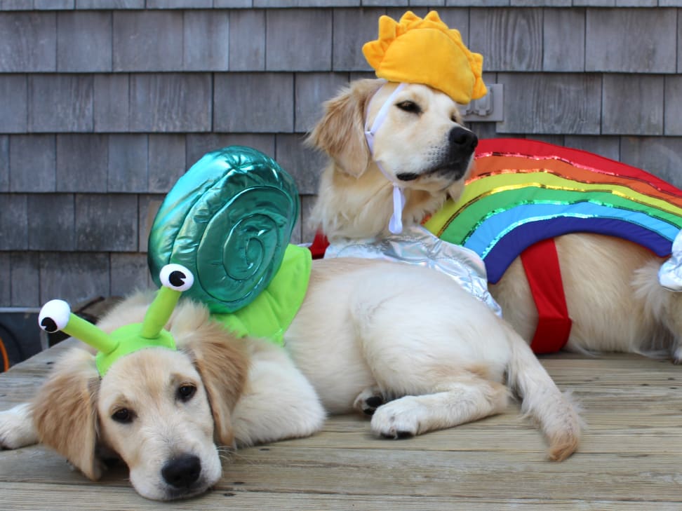 Golden retrievers top in costumes