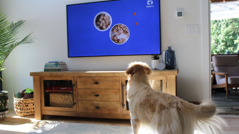 A golden retriever standing in front of a TV, wagging his tail while food is shown on screen.