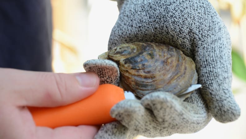 A person is using a Duxbury style oyster knife with orange handle to open up an oyster.