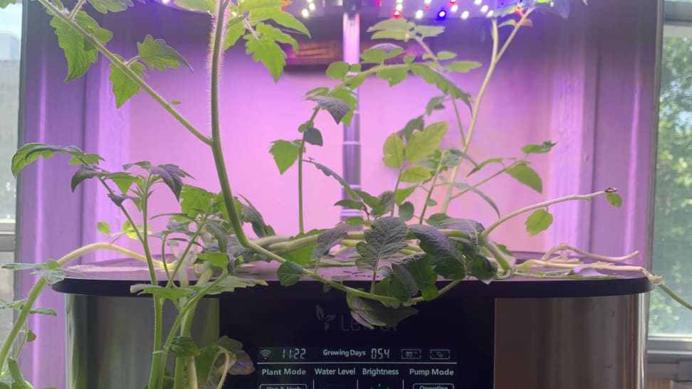 A hydroponic garden from LetPot appears in front of two windows with a tomato vine growing from it.