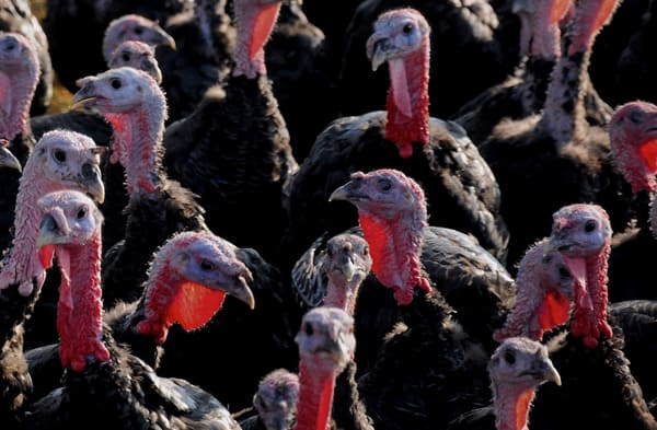 turkeyfarm.jpg