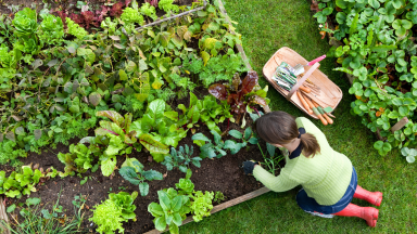 Person on hands and knees in garden tending to raised garden beds outdoors.