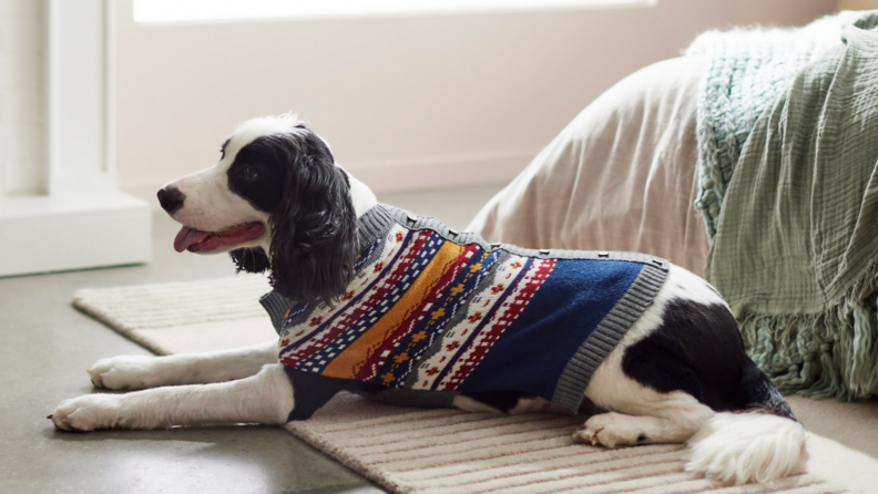A medium sized dog wearing a faux cardigan sweater.