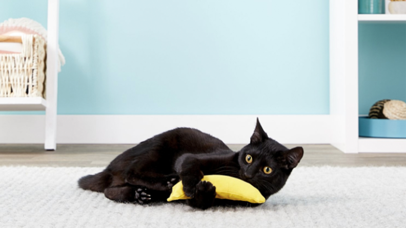 A cat holding onto the catnip filled banana