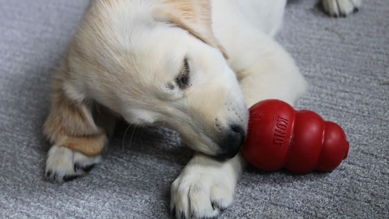 KONG Dog Toys: Are They Worth Buying, According To Reviews? - Paw
