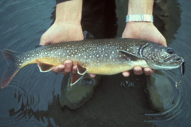 Fisher_holding_Lake_trout.jpg