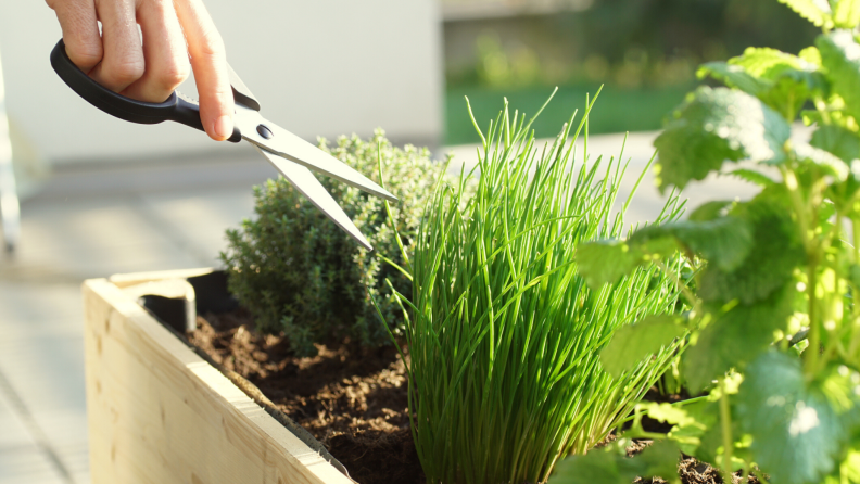 Using scissors to harvest fresh herbs