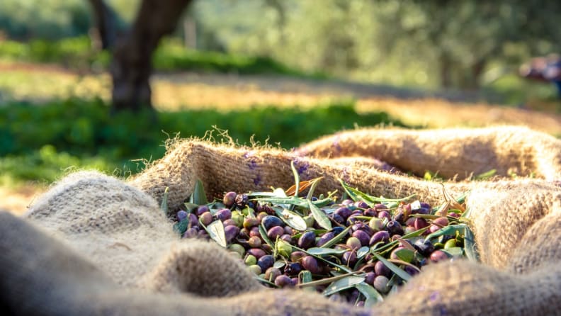 Best Olive Oil - Olives