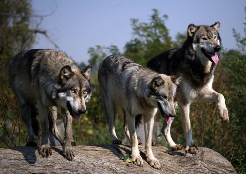 This diet will make you hungry like the wolf. [Credit: Flickr user "sometimesong" ((CC BY-NC-ND 2.0)]