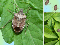 Collage of stink bugs in their natural habitat.