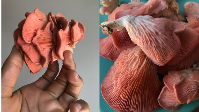Left: A hand holds a bunch of pink oyster mushrooms. Right: A close-up photo of a pile of pink oyster mushrooms.