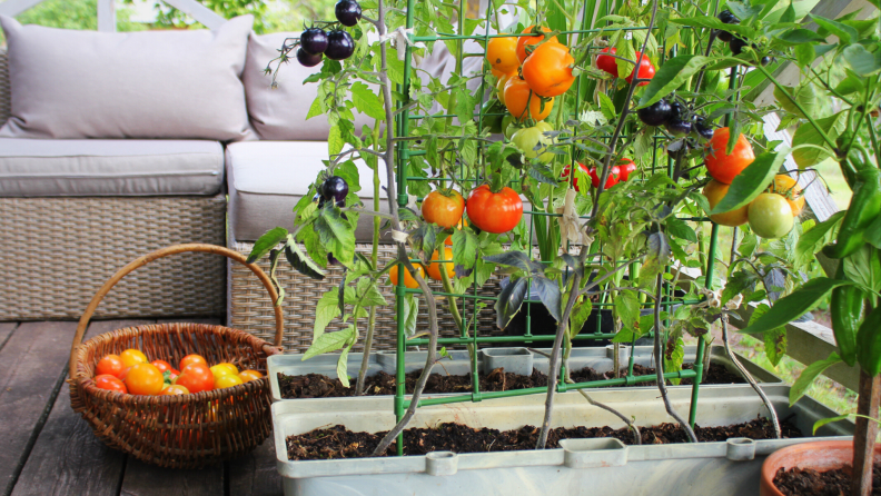 Tomatoes growing up a vine in a container garden