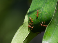 Close-up of red fire ants crawling on a green leaf