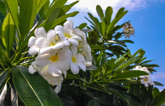 Hawaii Quick Guide-2.jpg
