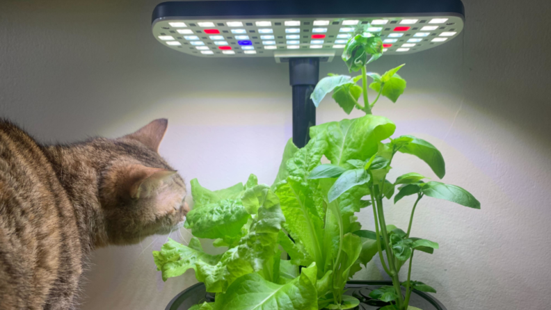 A cat sniffs at the lettuce growing from the Aerogarden hydroponic garden.
