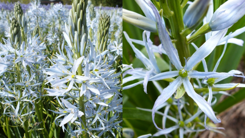 野生风信花