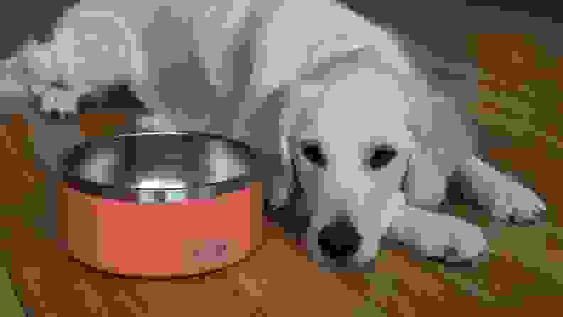 An image of a dog alongside a pink YETI dog bowl.