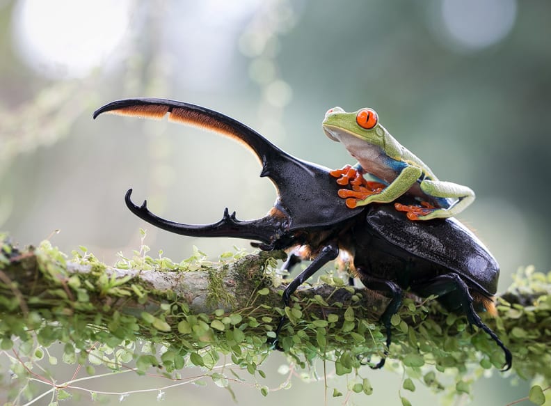 frog.jpg
