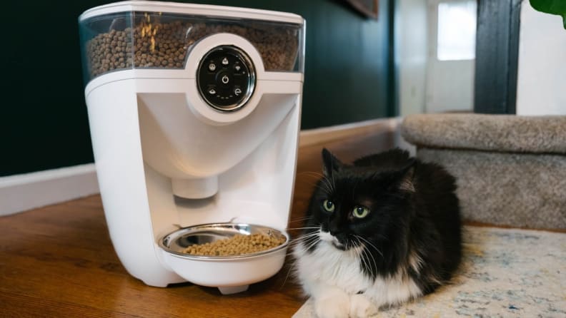 Your cat will appreciate having their meals delivered right on time.