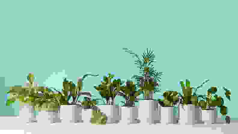 There's no such thing as too many plants!